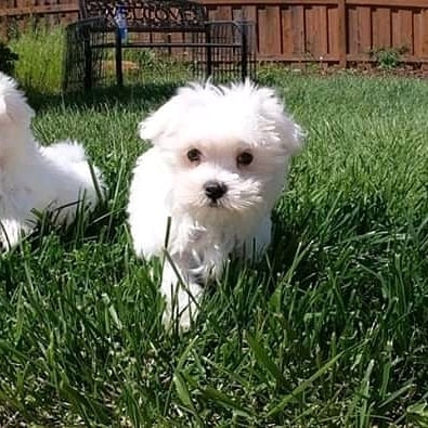 Doberman Maltese puppies Available7176855307